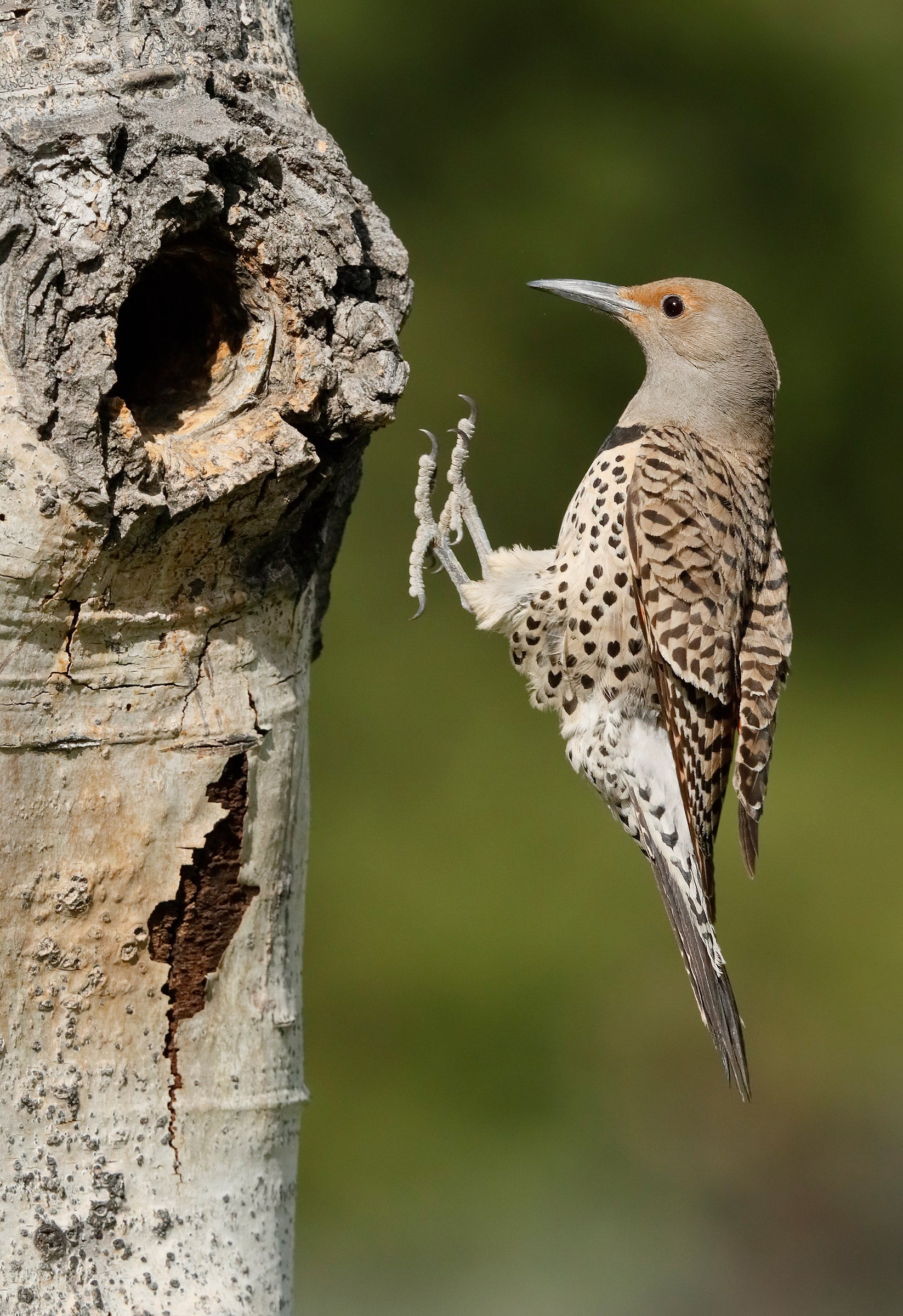 Northern Flicker | Audubon Field Guide