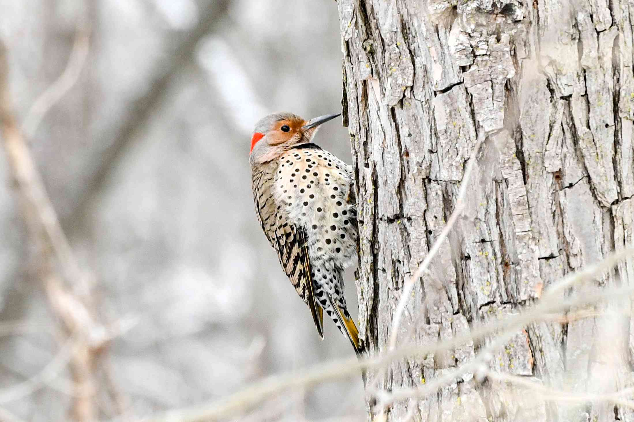 Northern Flicker Woodpecker Species Profile