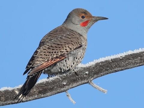 Northern Flicker Identification, All About Birds, Cornell Lab of Ornithology