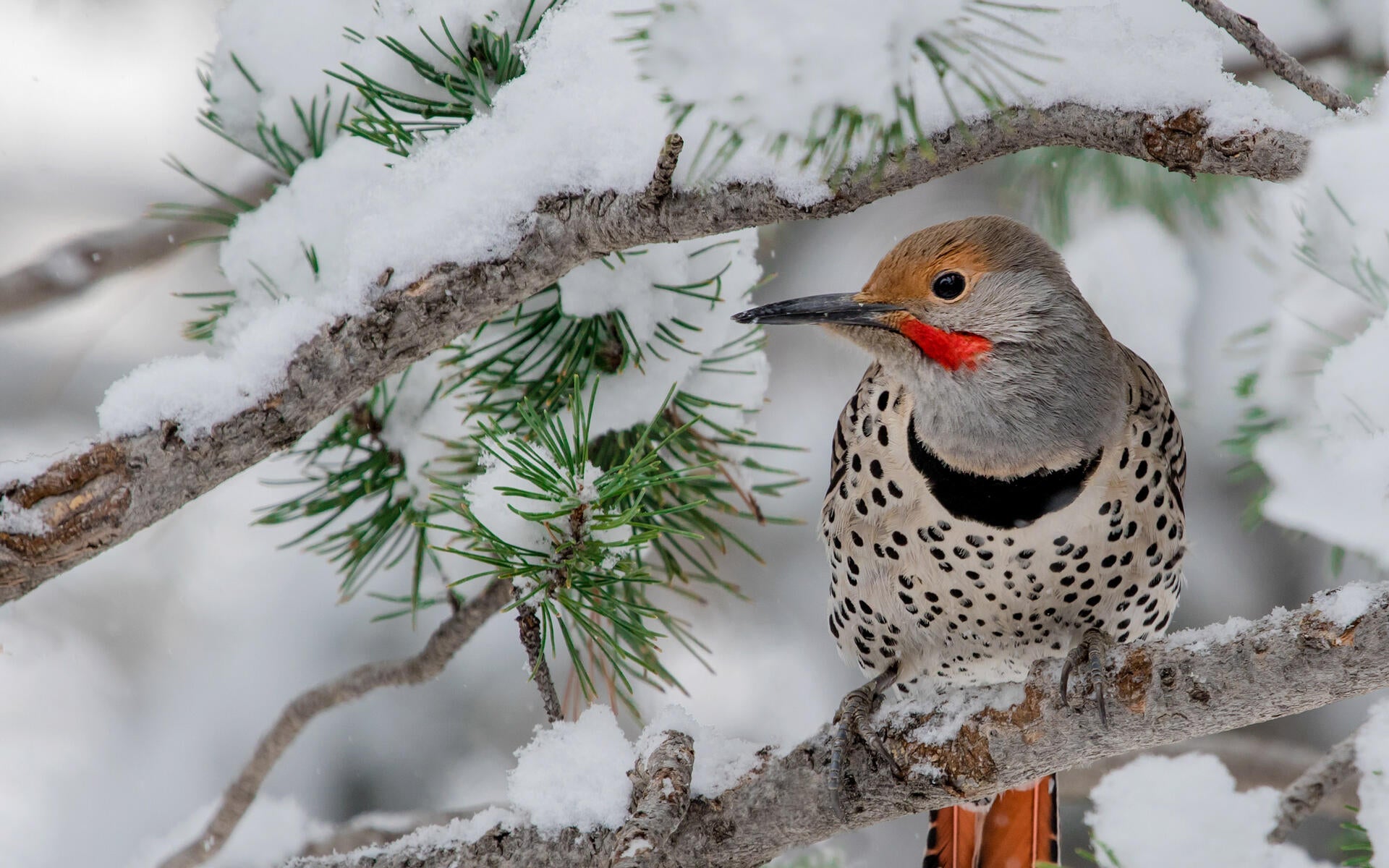 Northern Flicker | Audubon Field Guide