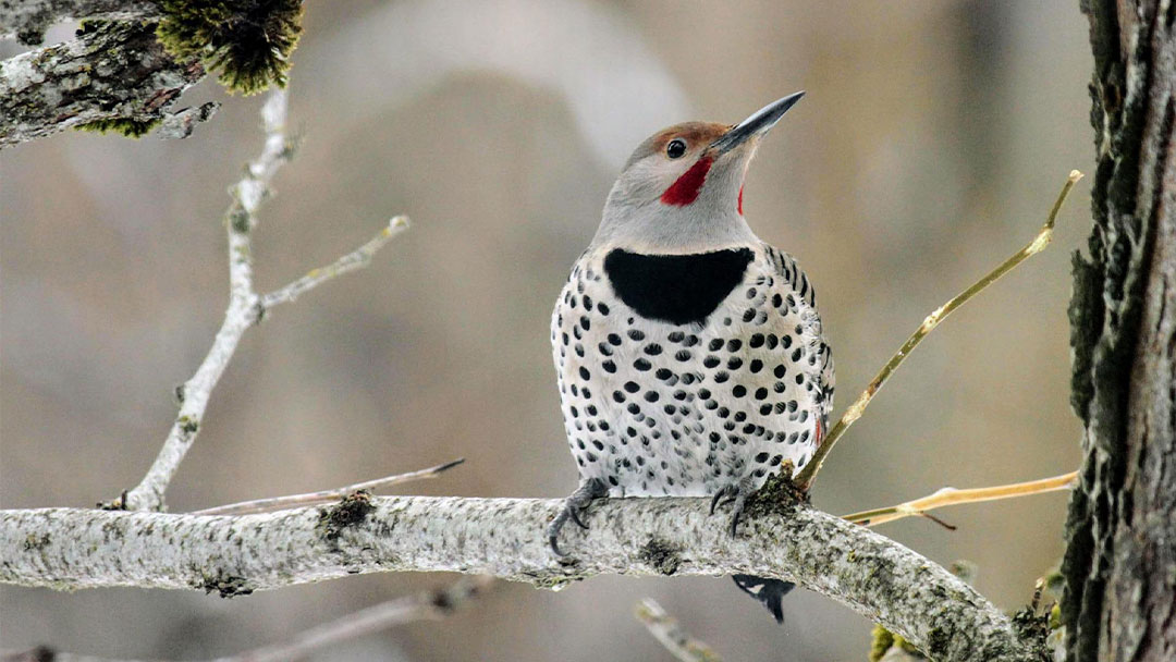 Northern Flicker: Overview & Identification