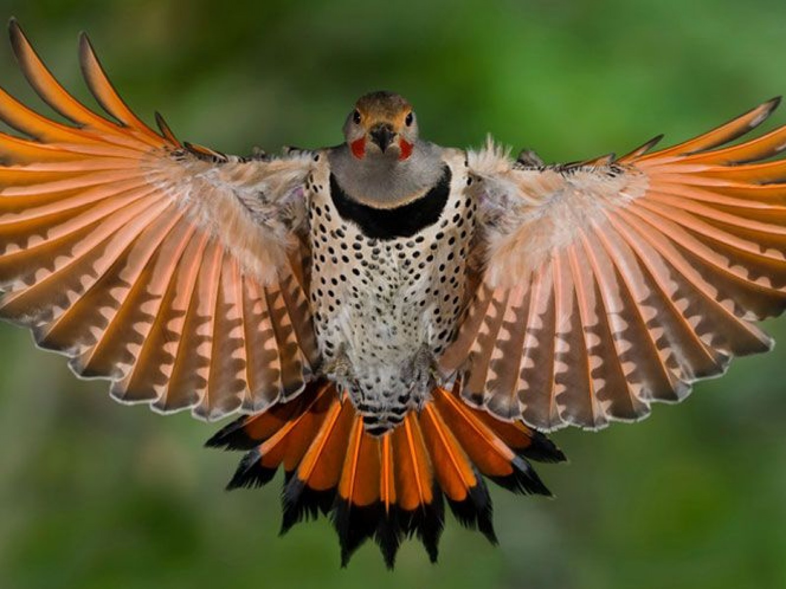 An Invasive Berry Is Turning Birds' Feathers Red