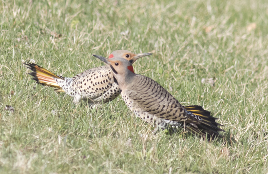 Watch for unique ground-feeding woodpeckers | News, Sports, Jobs -  Williamsport Sun-Gazette