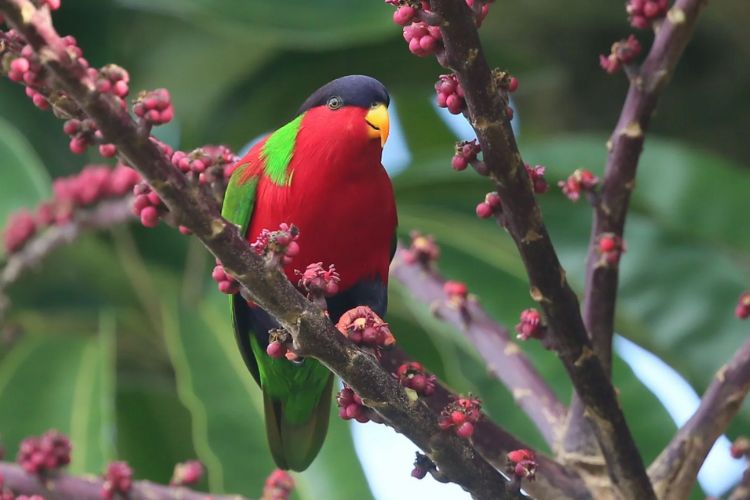 Discover the Alluring Beauty of the Collared Lory, Nature’s Living JEWEL. - FRESHNEW