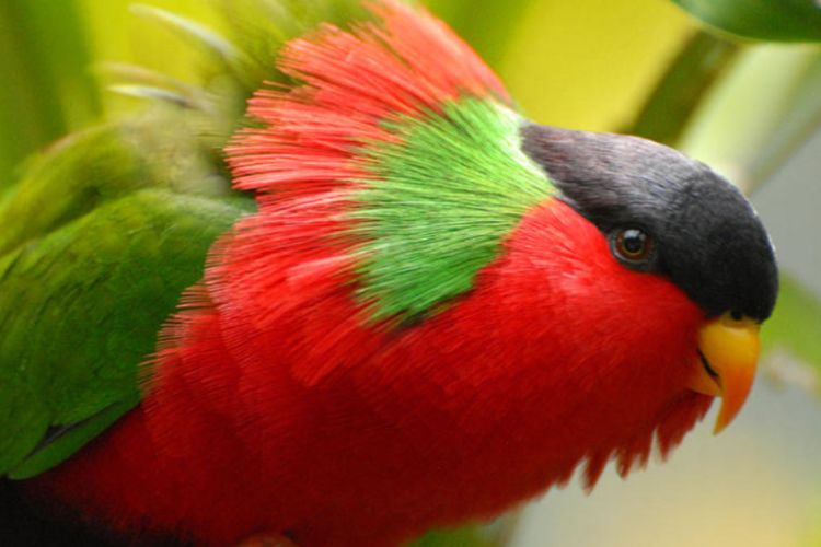 Discover the Alluring Beauty of the Collared Lory, Nature’s Living JEWEL. - FRESHNEW