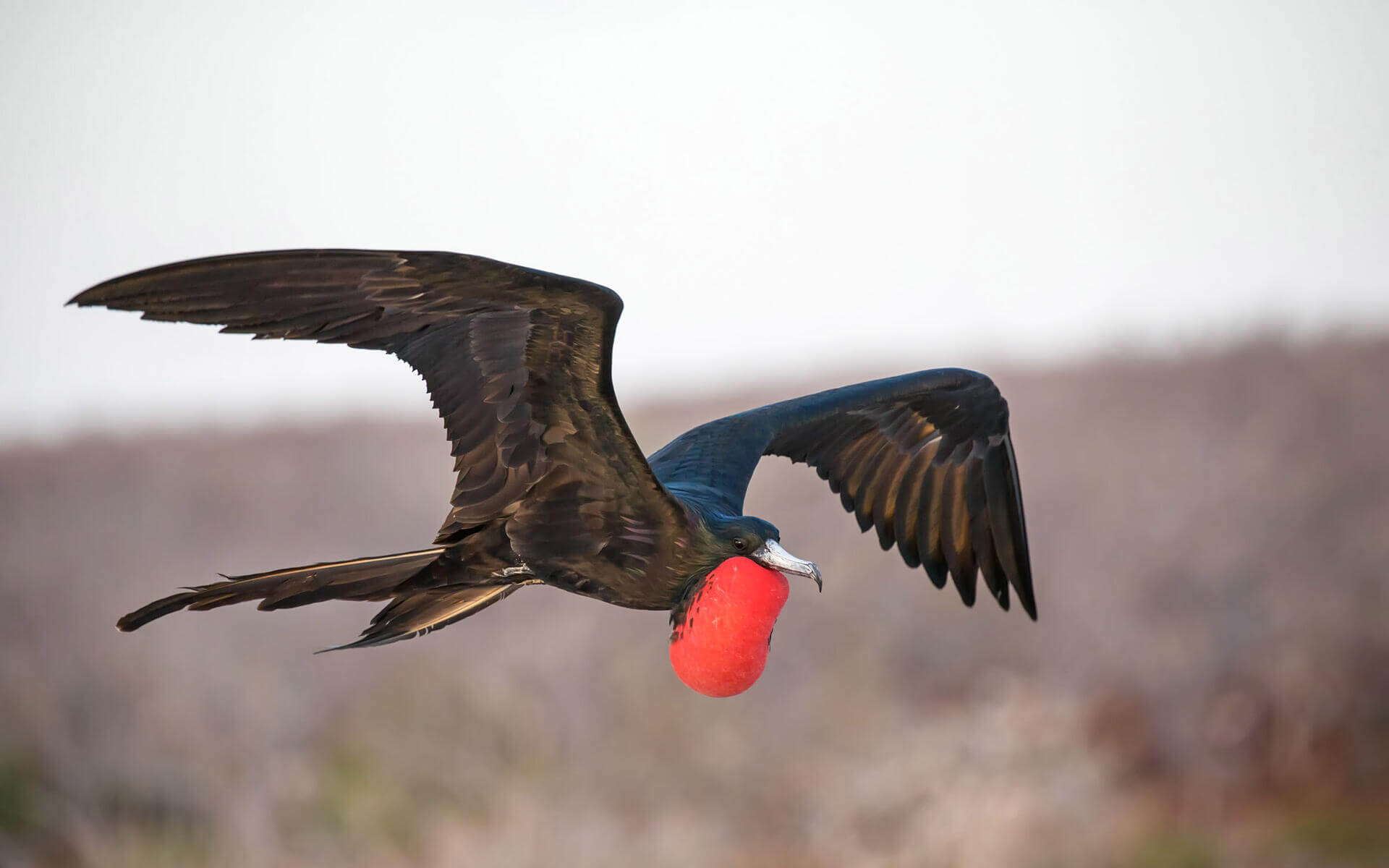 Magnificent Frigatebird | Audubon Field Guide