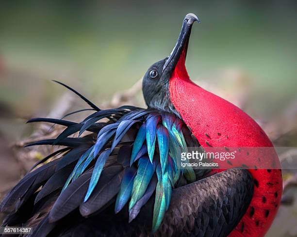 485 Male Frigate Bird Stock Photos, High-Res Pictures, and Images - Getty  Images