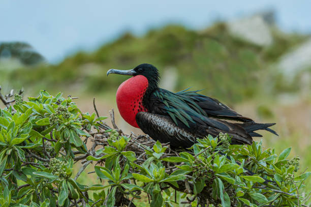 10,700+ Frigate Bird Stock Photos, Pictures & Royalty-Free Images - iStock  | Galapagos frigate bird