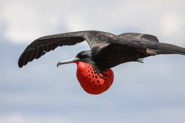 1,700+ Frigate Bird In Flight Stock Photos, Pictures & Royalty-Free Images  - iStock