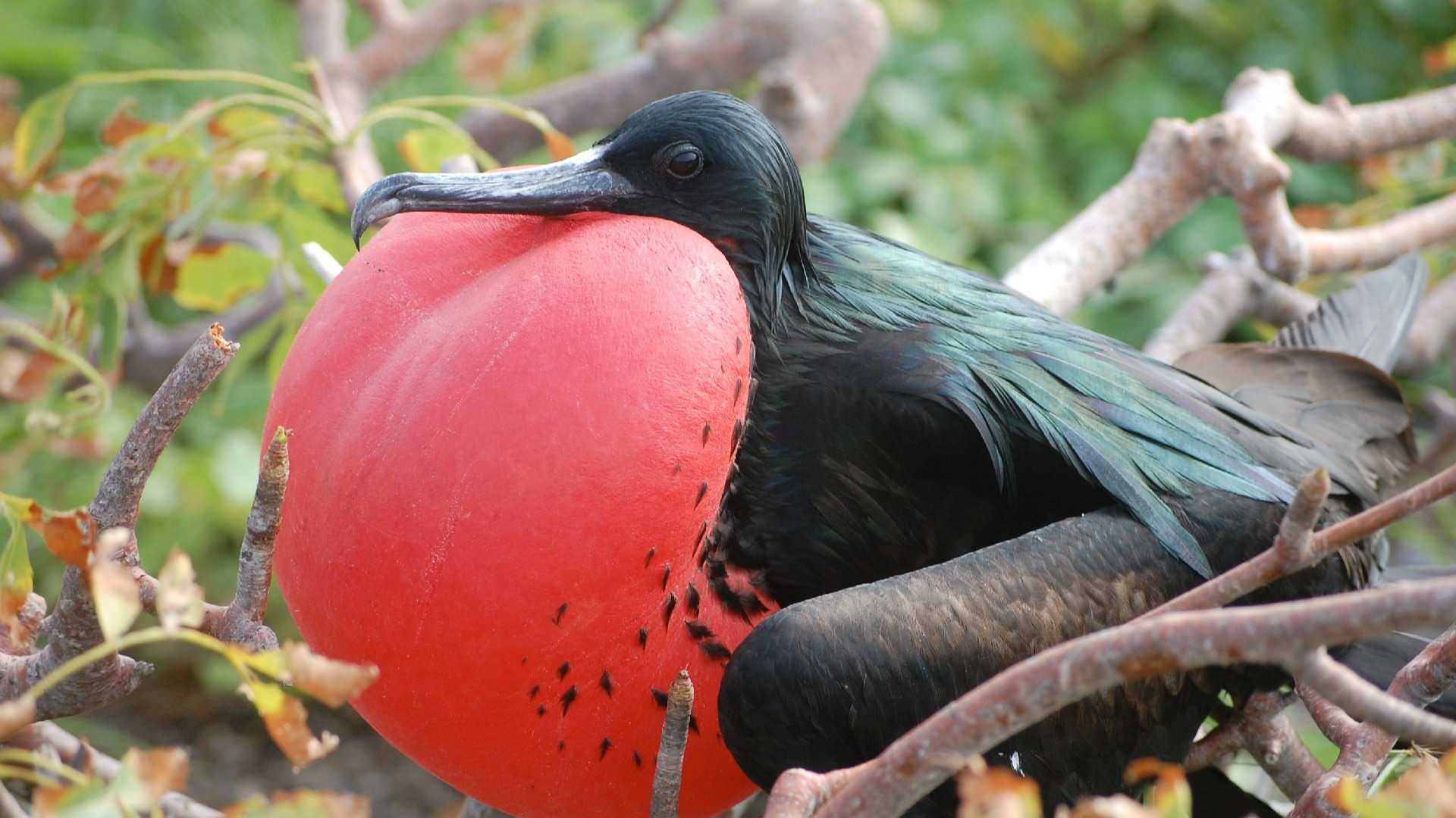 Isla Contoy | Specie: Frigatebirds (Fregata magnificens)