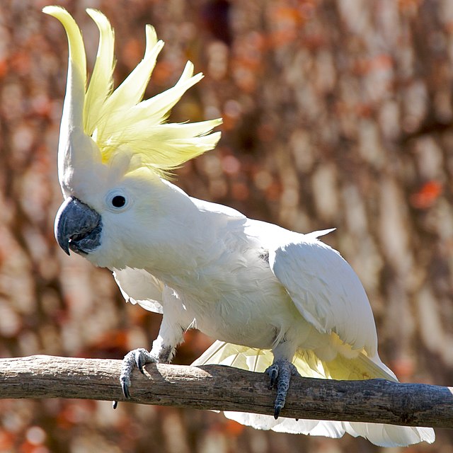 Cockatoo