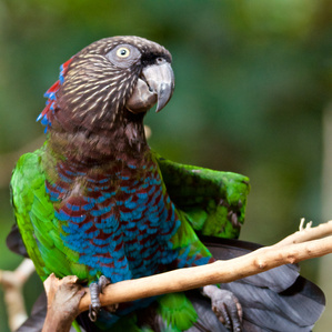 Red-fan Parrot - Blogging in Brazil - Marc Van Woerkom Photography