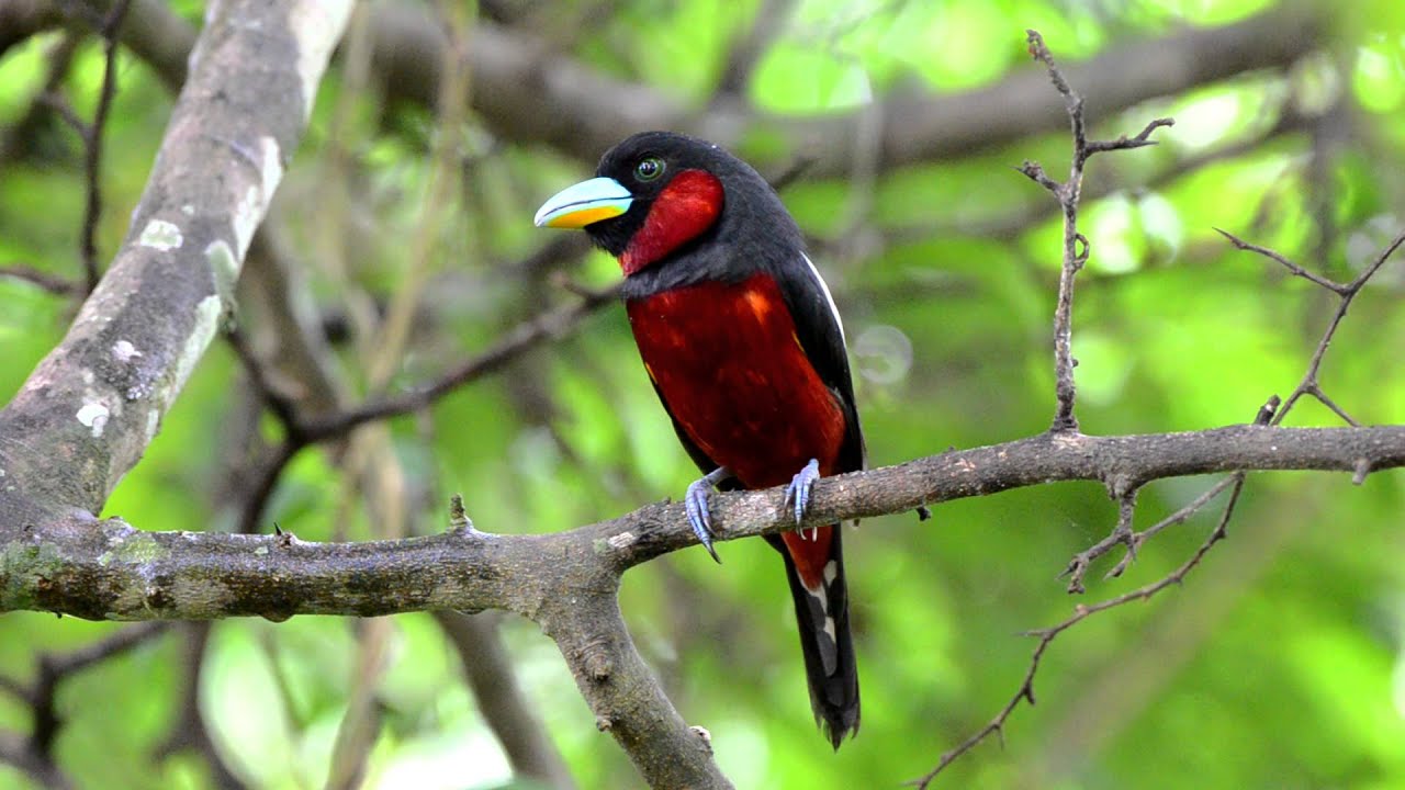 An Outstandingly Unmistakable Inhabitant Wearing A Strikingly Stunning Wine-red Suit And Velvet Black Topped Off By A Turquoise Bill - Meet The Black-and- red Broadbill! - One Big Birdcage