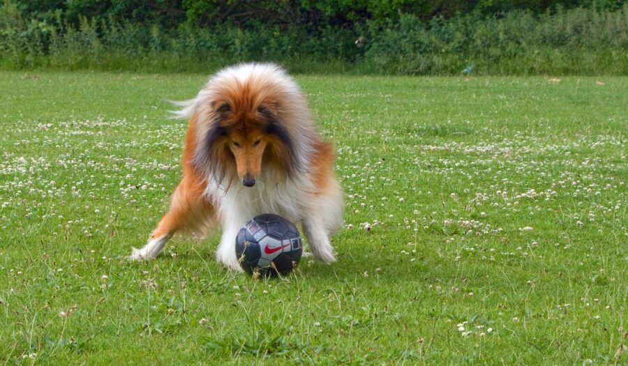 How to teach your dog to play football