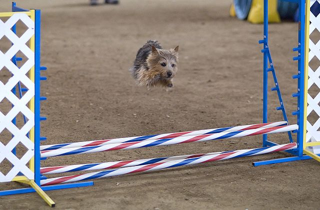 The Best Dog Sports & Games for Hyperactive Terriers