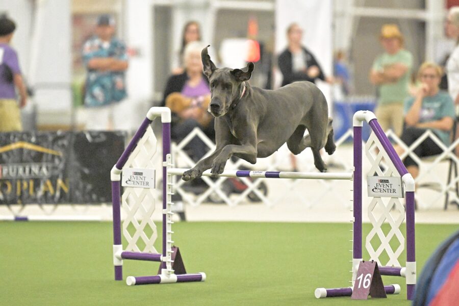 AKC Agility League™