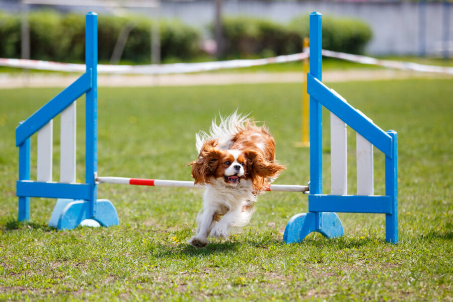 How to Watch the 2023 AKC Agility League Championship on AKC.tv