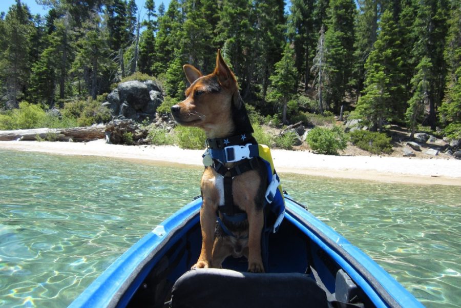 Water sports for you and your dog