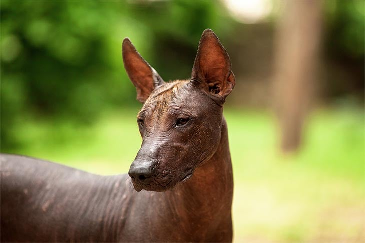 10 Things to Know About Xoloitzcuintlis