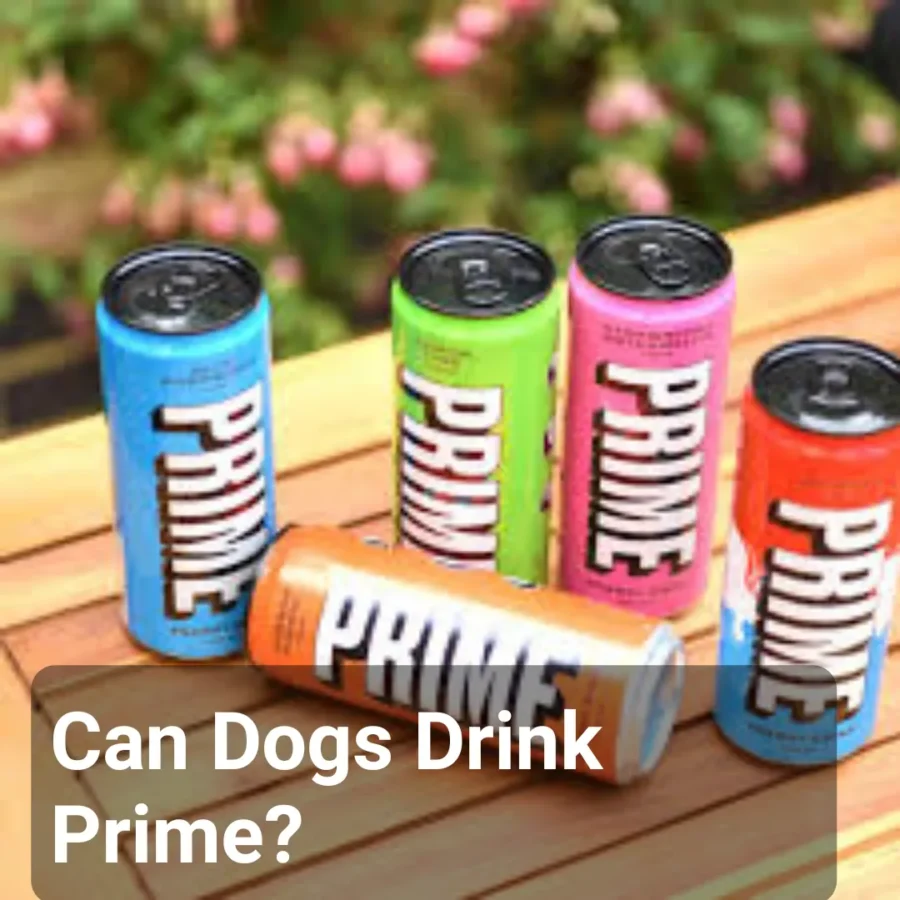 Can Dogs Drink Prime? Is Prime Good For Dogs?