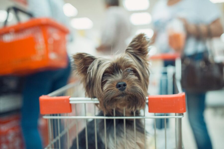 35 Stores Where Your Dog Can Shop With You