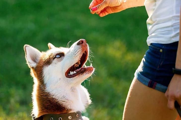 How to Use Clicker Training to Communicate With Your Dog