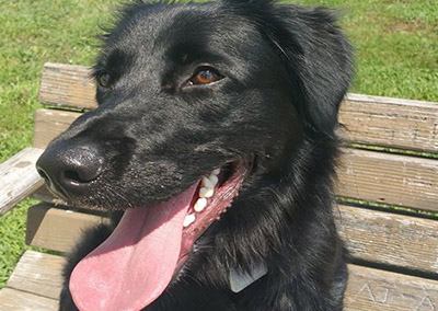 Meet Gibbs – a rescued border collie/ golden retriever mix