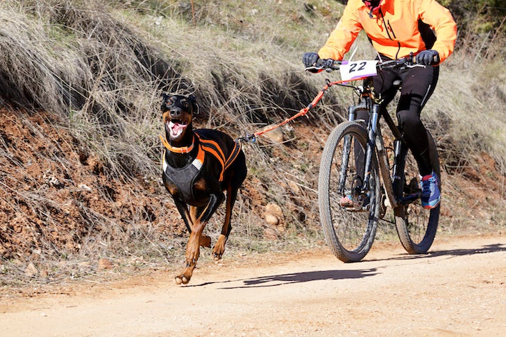 Bikejoring:  Is This Adrenaline Inducing Sport Right For You and Your Dog?