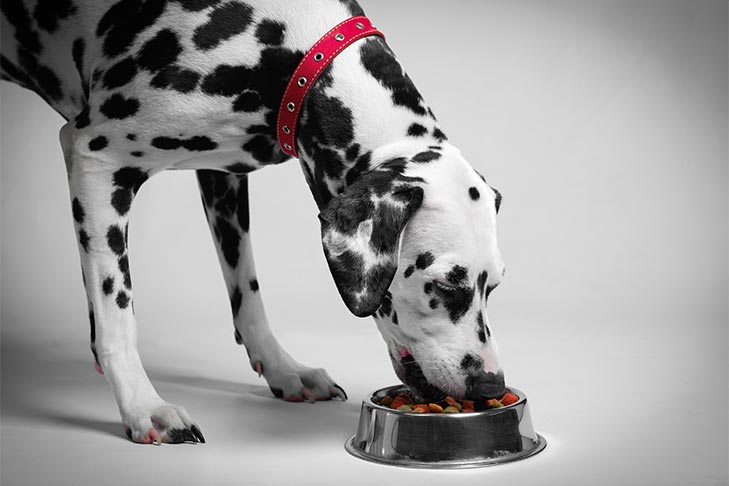 What Are Dog Supplements and What Do They Do?