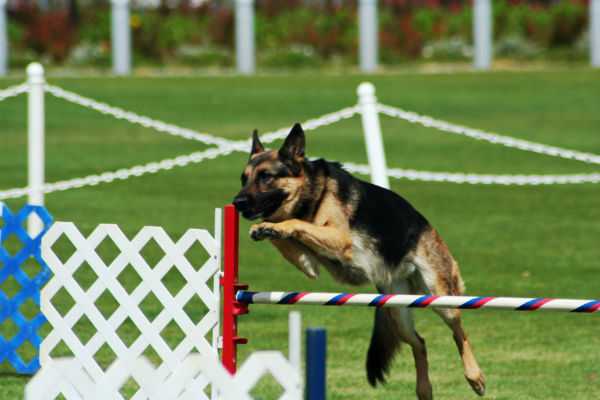 The Best Sports To Do With Your German Shepherd Dog