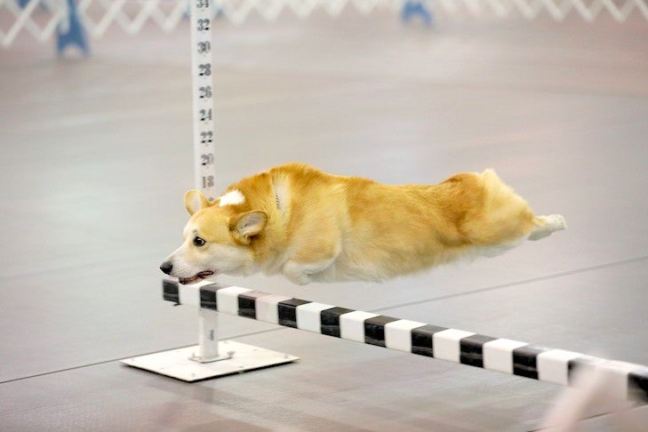 Competing in Sports with a “Challenging Dog”