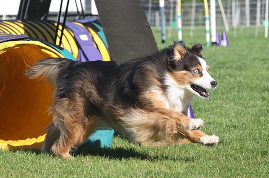 The Active World of Dog Agility