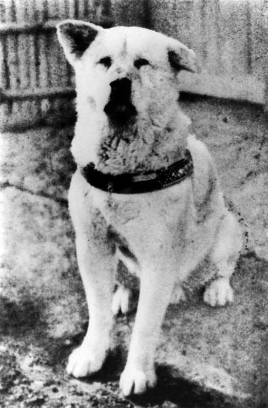 Hachiko