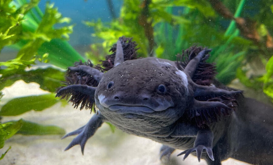 Axolotl Care Guide