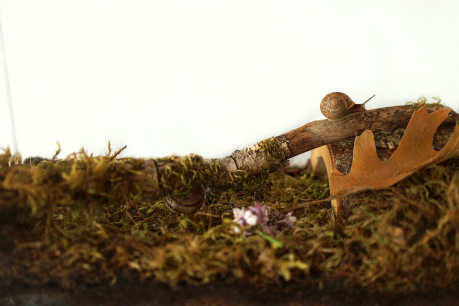 How to Make a Snail Habitat