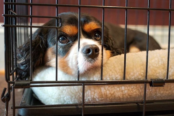 How to Crate Train Your Dog in Nine Easy Steps