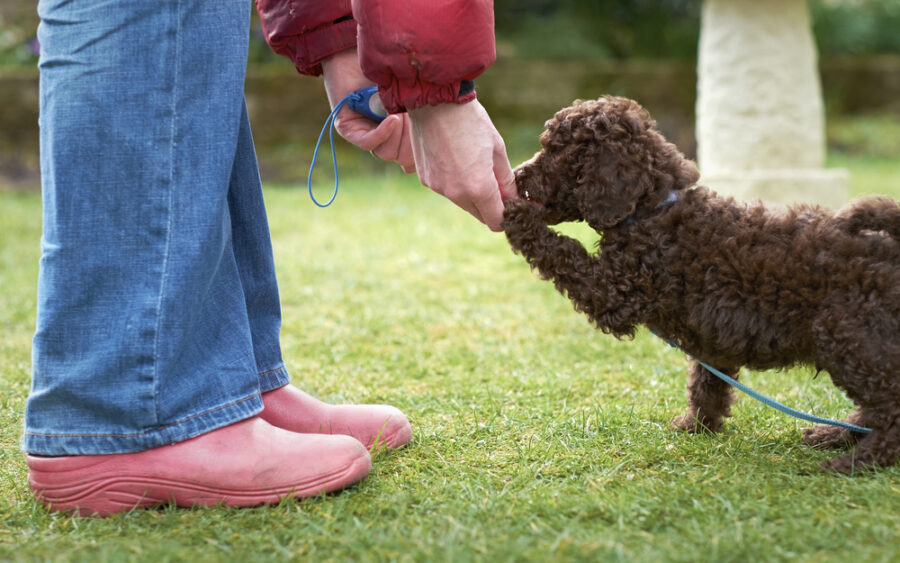 How to Use a Clicker for Dog Training