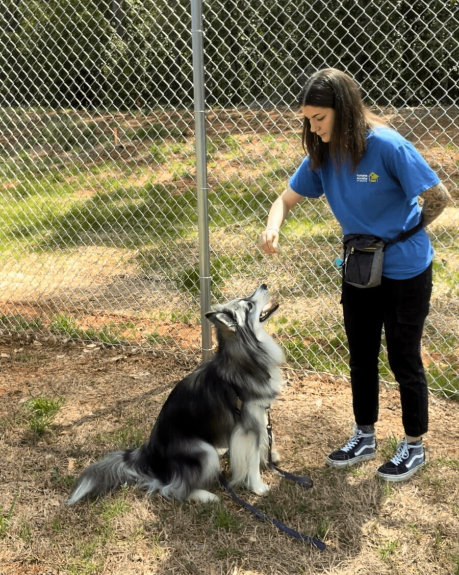 Charlotte Dog Training & Behavior Counseling