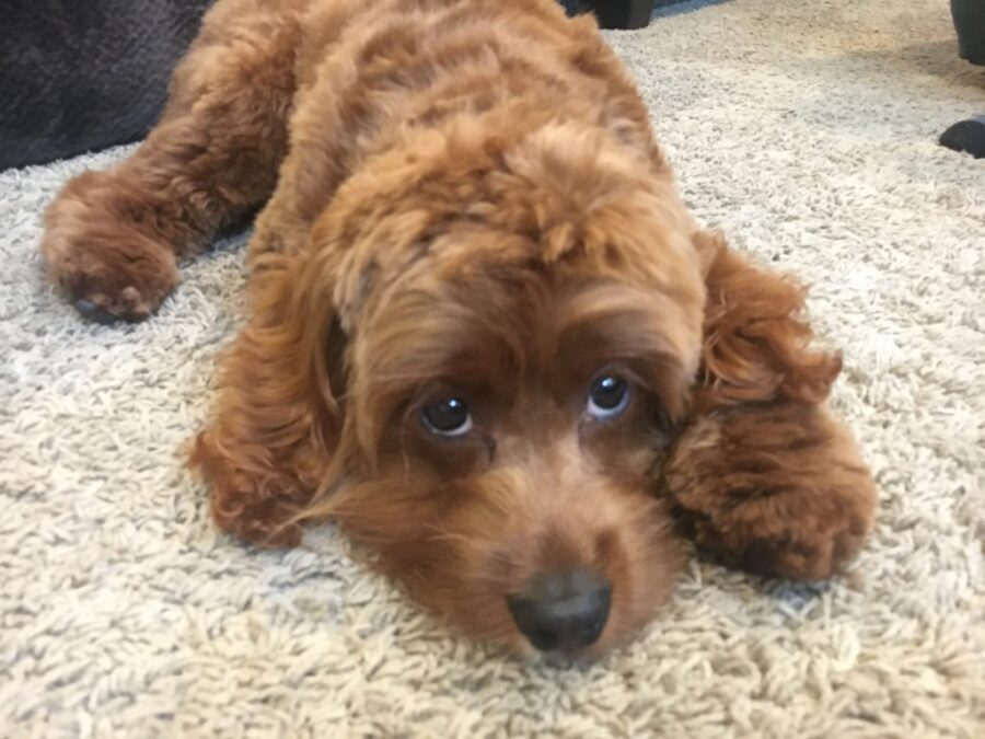 Training a Puppy to Move Away From the Door When the Doorbell Rings