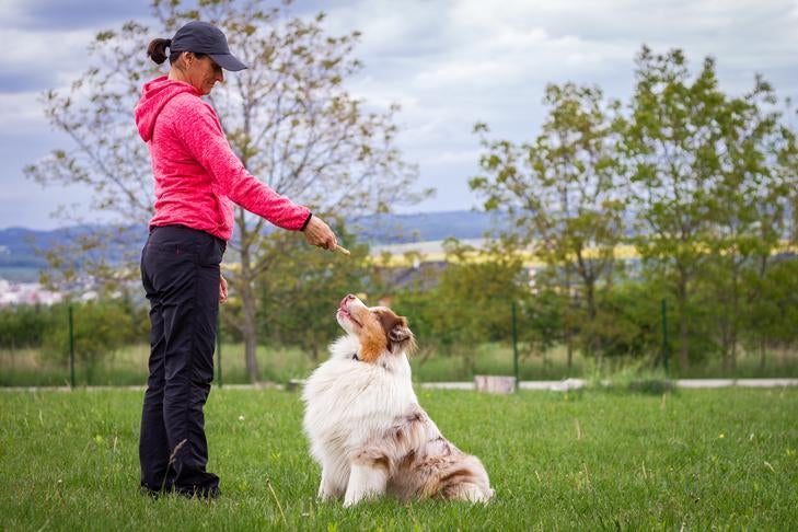 How To Become A Dog Trainer