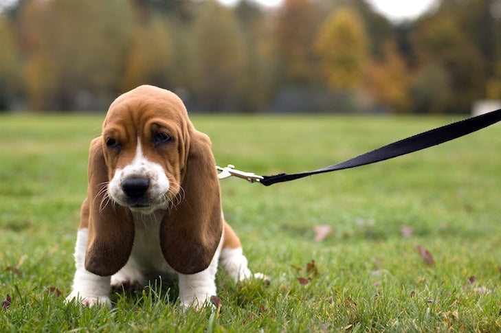 How to Teach a Puppy to Walk on a Leash