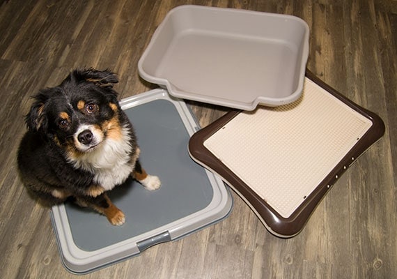 4 Best Pee Pad Holders For Dogs (13+ Tested & Reviewed)