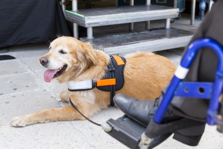 Service Dog 101: Everything You Need to Know