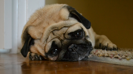 Is Your New Dog Making You Miserable? You’re Not Alone