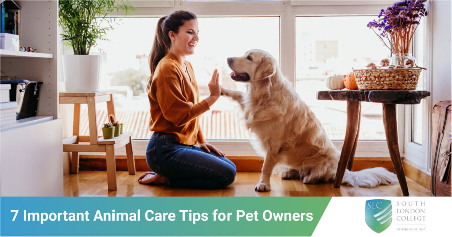 7 Important Animal Care Tips for Pet Owners