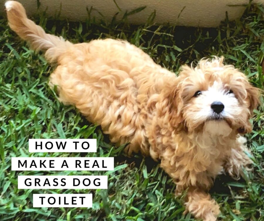 How to Make a Real Grass Dog Toilet on a Budget