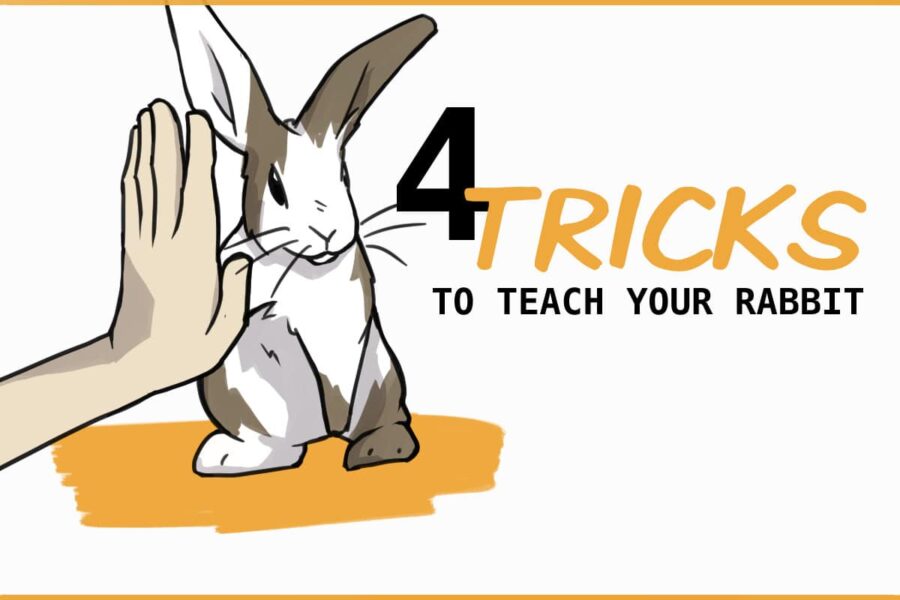 4 Tricks to Teach Your Rabbit: A Step-By-Step Guide