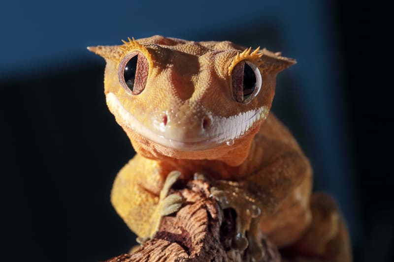 What is a good reptile pet for a beginner?